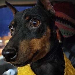 Bruno - Miniature Pinscher