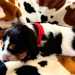 Red Female - Black brown and white Basset Hound puppy in Seminole, Texas from Savage Sisters Basset Hounds