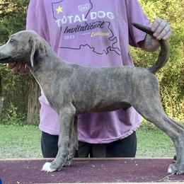Blue Collar M - Blue male Mountain Cur puppy in Georgetown, Ohio from Walnut Ridge Mountain Curs