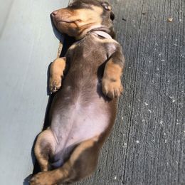 Lexie - Chocolate and tan female Dachshund puppy in Dunnellon, Florida from Southern Class with Sass Doxies