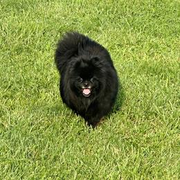 Vida - Pomeranian