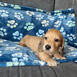 Tank - Cream Dachshund puppy in Perris, California from Doxie_pupps