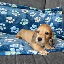 Tank - Cream Dachshund puppy in Perris, California from Doxie_pupps