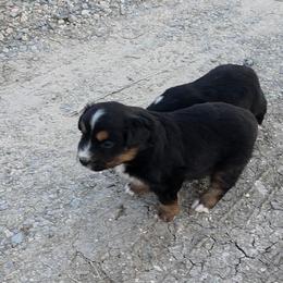 Spade - Black tri male Miniature Australian Shepherd puppy in Leonard, Texas from Tin Roof Aussies