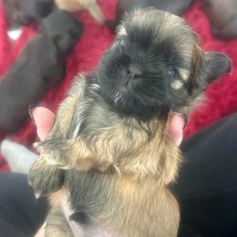 Boy 4 - Black and tan male Shih Tzu puppy in Oregon, Ohio from Gogol Family Shih Tzus