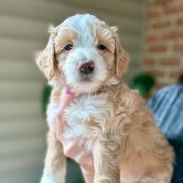 Cupcake - Red female Bernedoodle puppy in Denver, Pennsylvania from Greenview Puppies