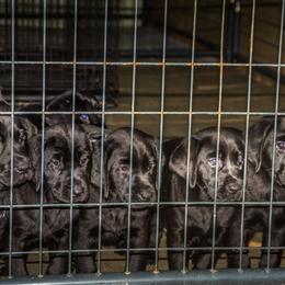 Labrador Retrievers from Prent's Labradors
