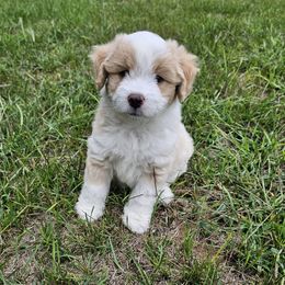 PCP Lucille's Boscoe the Brave Hearted - Cream male Companion Cross puppy in Kimball, Michigan from Perfect Companion Puppies
