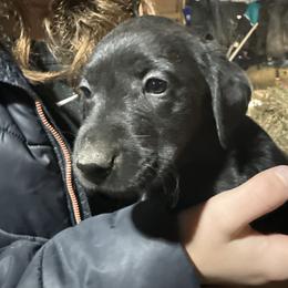 Boy 2 - Black male Labrador Retriever puppy in Black Creek, Wisconsin from Copper View Farm German Shepherds and Labrador Retreivers