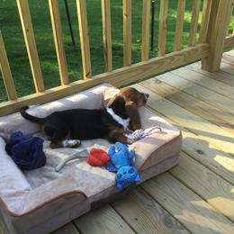 Basset Hound Puppies from Hill Top Basset Hounds & Great Pyrenees