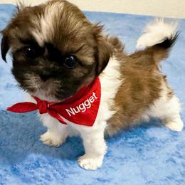 Shichon and Shih Tzu Puppies from Angie’s Teddy Bear Puppies Minnesota