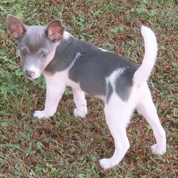 Troy - Blue white and tan male Rat Terrier puppy in Shelbyville, Tennessee from Gems Rat Terriers