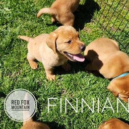 FINNIAN - Yellow male Labrador Retriever puppy in Robesonia, Pennsylvania from Red Fox Mountain