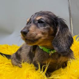 Six (Green) - Dapple male Dachshund puppy in Salyersville, Kentucky from Lavendell Dachshunds