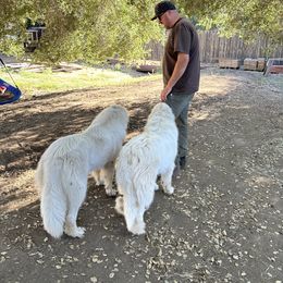Great Pyrenees All Grown Up from McCarthy Ranchette