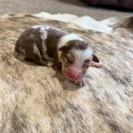PEACHES - Red merle female Australian Shepherd puppy in Pendleton, Oregon from High West Aussies