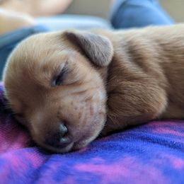 Dachshunds from Puppy Love