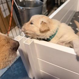 Teal - Light golden female Golden Retriever puppy in Van Alstyne, Texas from Grace N Goldens