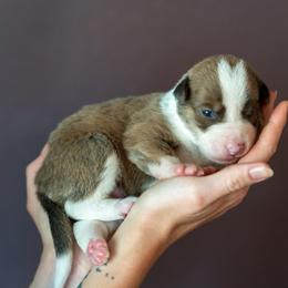 Border Collie, Papillon, Sporty Mix, and Whippet Puppies from Old Hemp Border Collies / Open Horizon Sport Dogs