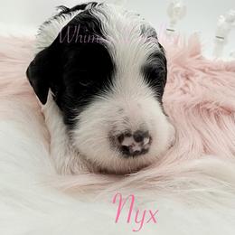 Nyx - Black and white female Bernedoodle puppy in Omaha, Nebraska from Whimsy Doodles