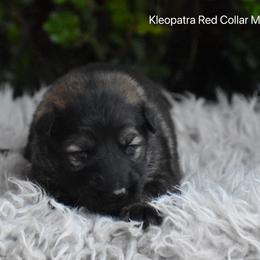 Red collar Male - Sable male German Shepherd puppy in Mariana, Florida from Haus M Godwin