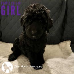 Poodle Puppies from The Rad Poodles
