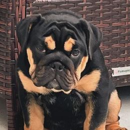 Bulldogs from Burnsworth Bullies