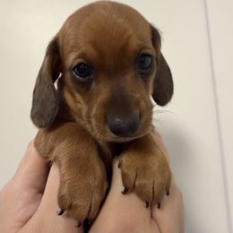 Ollie AKC Registered 2300 - Red female Dachshund puppy in Staley, North Carolina from Waite's Dachshunds