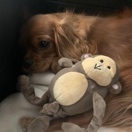 Bernedoodles, Cavapoos, Goldendoodles, and Schnoodles from Doodle Kin