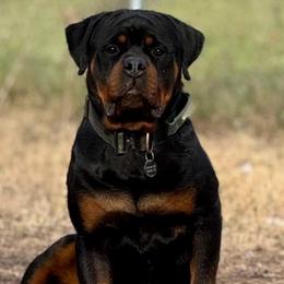 Sancho - Black and mahogany male Rottweiler puppy in Quinlan, Texas from Wright Way Retrievers