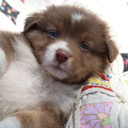 AKC Aspen - Red tri-color male Australian Shepherd puppy in Zeeland, Michigan from Apple Ridge AKC Aussies