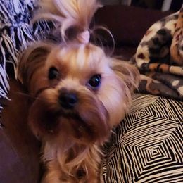 Zar (AKC Purebred) - Yorkshire Terrier