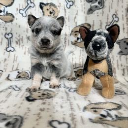 Finn - Blue male Australian Cattle Dog puppy in Olive Hill, Kentucky from Tompkins Farm