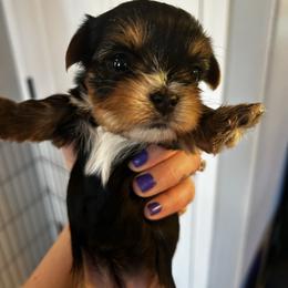 Ember glow - Black and tan female Yorkshire Terrier puppy in Coeur D Alene, Idaho from Cozy Coeur Yorkies