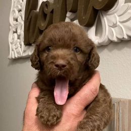 Labradoodles from Mode’s Doodles