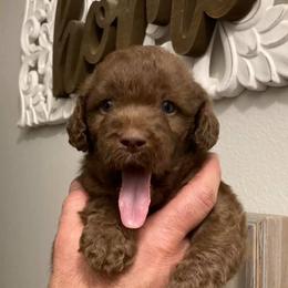 Labradoodles from Mode’s Doodles