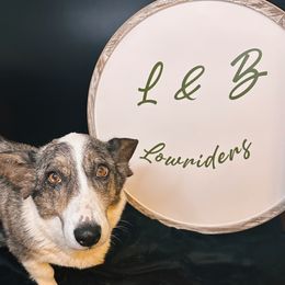 Nala - Cardigan Welsh Corgi