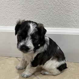 Spud-Baby boy 4 - Parti male Miniature Schnauzer puppy in Sacramento, California from Valdez Mini Schnauzers