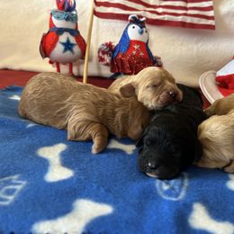 Cavapoo puppies from Springerdoodles Plus AZ