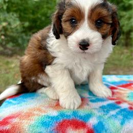 Boy 2 - Red male Aussiedoodle puppy in Hillsboro, Illinois from Perfect Paws Puppies