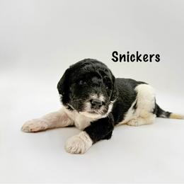 Snickers - Phantom male Goldendoodle puppy in Milford, Pennsylvania from Doodles Are Golden