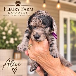 Alice - Merle female Whoodle puppy in Knoxville, Tennessee from Fleury Farm Doodles TN