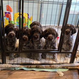 Wirehaired Pointing Griffon Puppies from Pine Barren Griffons