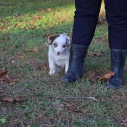 Australian Shepherd Puppies from Covenant View Farm Australian Shepherds