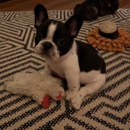 Figaro - White and brindle male French Bulldog puppy in Billings, Montana from Sugarloaf French bulldogs and Australian cattle dogs