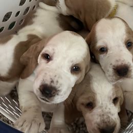 Basset Hounds from Mariah Ochoa