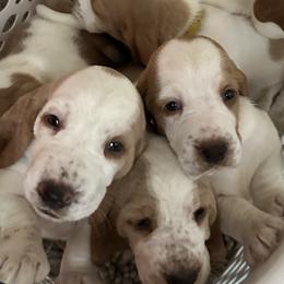 Basset Hounds from Mariah Ochoa