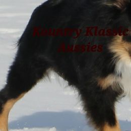 Australian Shepherds from Becki with Kountry Klassic Aussies