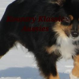 Australian Shepherds from Becki with Kountry Klassic Aussies