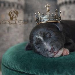 Knight - Black and white male Aussiedoodle puppy in Roebuck, South Carolina from Dani's Dandy Doodles